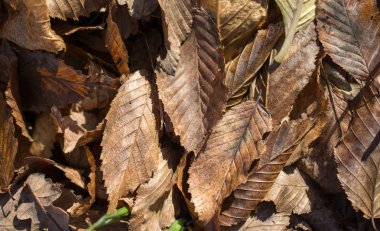 Sonbahar mevsiminin yapraklı desenli arka planı
