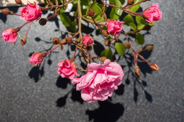 Closeup Blooming Rose Bush — Stock Photo, Image