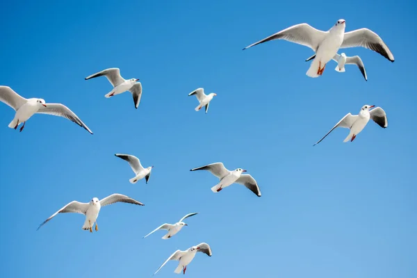 Mouettes Volant Dans Ciel Arrière Plan — Photo