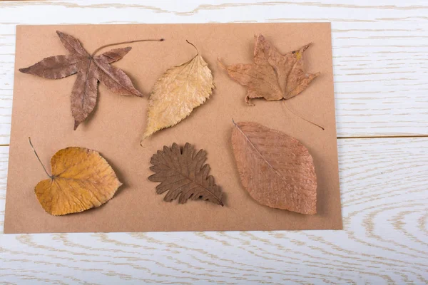 Hojas Secas Otoño Colocadas Sobre Una Textura Panel Madera — Foto de Stock