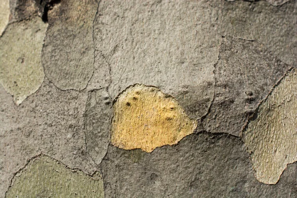 Close Tree Bark Texture Wooden Background — Stock Photo, Image