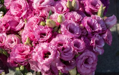 Güzel renkli doğal bahar çiçekleri bir doğa arka planıdır.