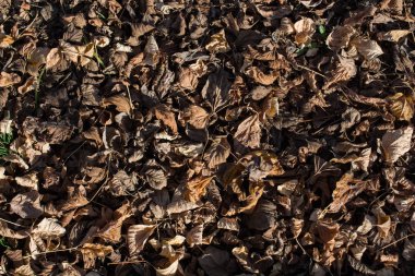 Güz arkaplanı olarak güzel kuru yapraklar