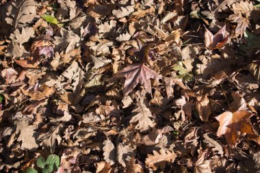 Sonbahar mevsiminin yapraklı desenli arka planı