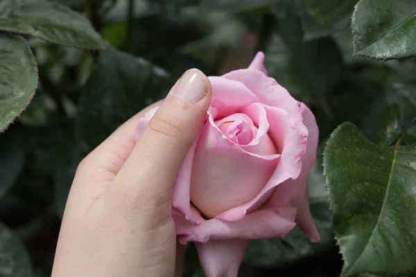 Hand Met Een Kleurrijke Rose Flower — Stockfoto