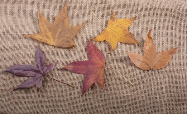 Dry Autumn Season Leaves Linen Canvas — Stock Photo, Image