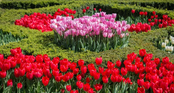 Tulipanes Color Rojo Floreciendo Jardín Primavera — Foto de Stock