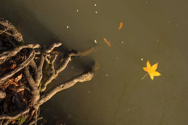 Une Feuille Sèche Séparée Des Temps Automne — Photo