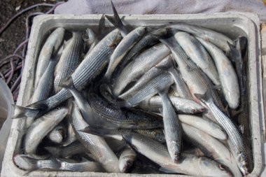 Balık pazarında satılık.