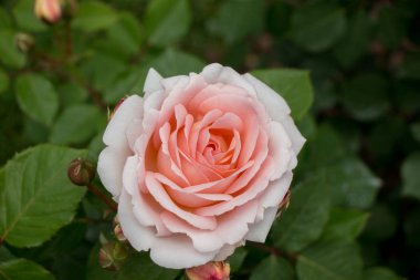 Çiçek açan gül çalılarının yakınına