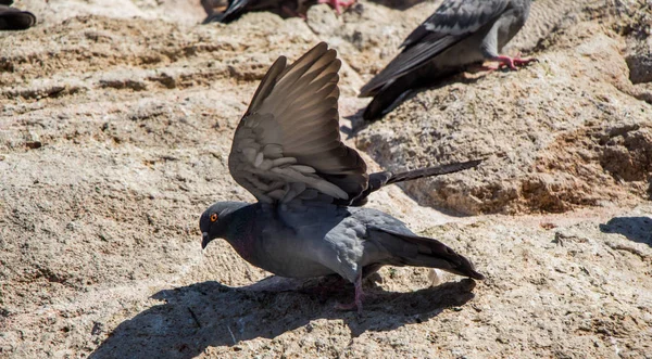 Pigeon Unique Assis Sur Fond Rocheux — Photo