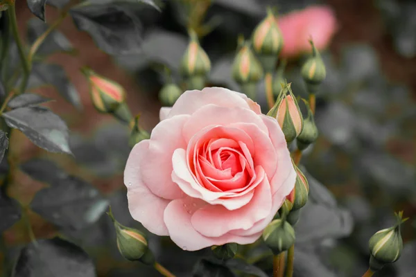 Primer Plano Del Rosal Floreciente — Foto de Stock