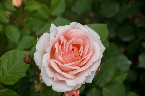 Primer Plano Del Rosal Floreciente —  Fotos de Stock