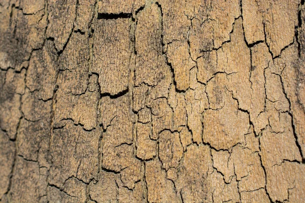 Close Tree Bark Texture Wooden Background — Stock Photo, Image