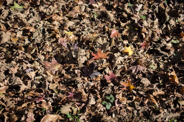 Texturerad Bakgrund Höstsäsongen Med Blad — Stockfoto