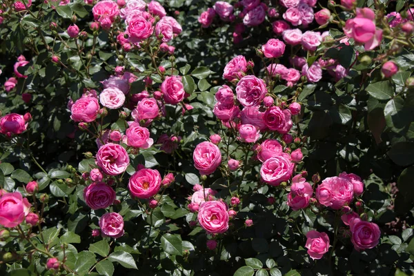 Jardín Rosas Lleno Hermosas Rosas Frescas — Foto de Stock