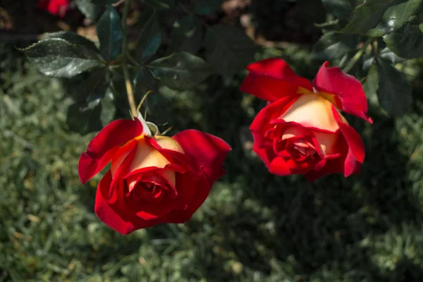 Floraison Belles Roses Colorées Dans Fond Jardin — Photo