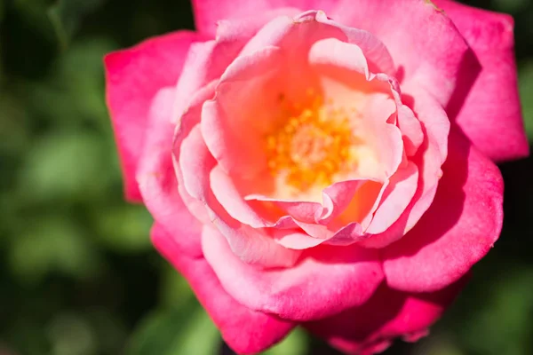 Rosa Fresca Colorida Vista Cerca —  Fotos de Stock