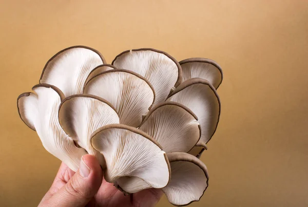 Cogumelo Ostra Pleurotus Ostreatus Como Cogumelo Facilmente Cultivado — Fotografia de Stock