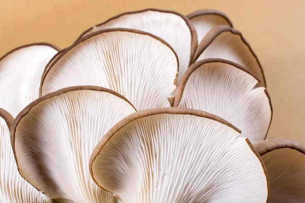 İstiridye mantarı ya da Pleurotus ostreatus kolayca ekilmiş mantar.