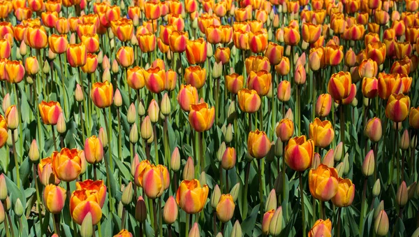 Pomarańczowy Kolor Tulipany Kwitnące Wiosennym Ogrodzie — Zdjęcie stockowe