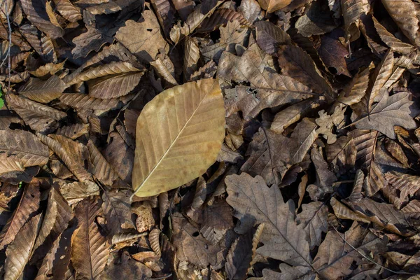 落叶秋季的纹理背景 — 图库照片