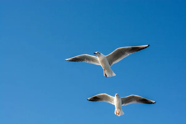 Paar Möwen Fliegen Den Himmel Hintergrund — Stockfoto