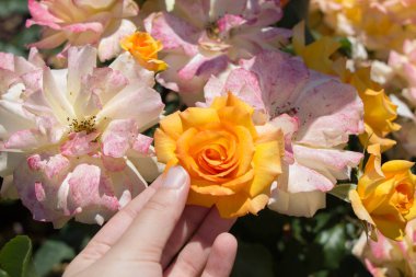 Gül bahçesinde bir gül tutarken