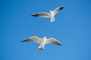 Gökyüzünde uçan bir çift martı.