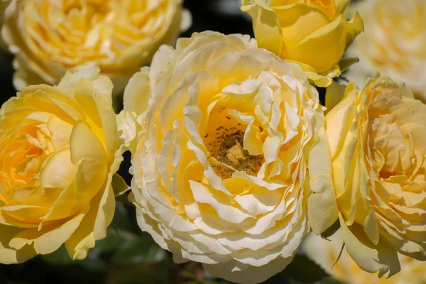 Ανθισμένα Όμορφα Πολύχρωμα Τριαντάφυλλα Στο Φόντο Του Κήπου — Φωτογραφία Αρχείου