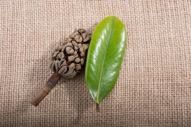 Görünürde sonbahar kuru yaprak, kapsül ve koniyi ayır