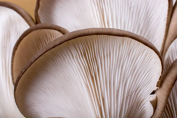 Cogumelo Ostra Pleurotus Ostreatus Como Cogumelo Facilmente Cultivado — Fotografia de Stock