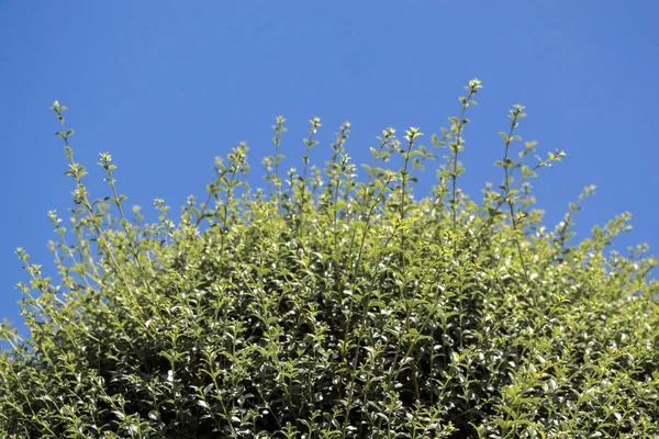 Bahçesinde Yaprakları Olan Bir Ağacın Parçası — Stok fotoğraf
