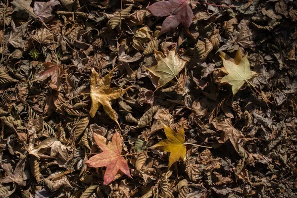 Textured Background Autumn Season Leaves — 스톡 사진