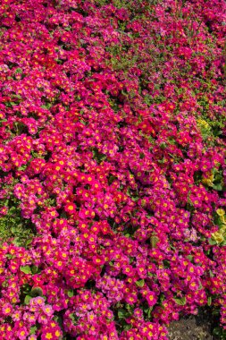 Renkli bir arkaplan olarak açan bahar çiçekleri