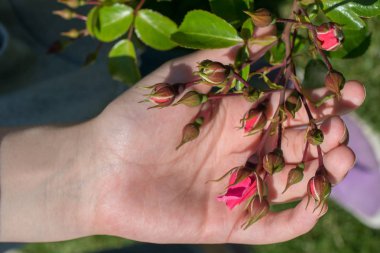 Bahçede gül tomurcuklanıyor.