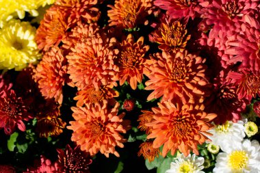 Arka plan olarak güzel taze çiçekler