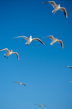 Gökyüzünde uçan martılar.