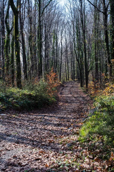 Sentier Randonnée Dans Beaux Paysages Forestiers Forêt — Photo