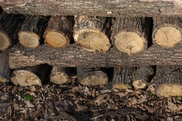 Stapel Von Baumstämmen Holzstämme Wald — Stockfoto