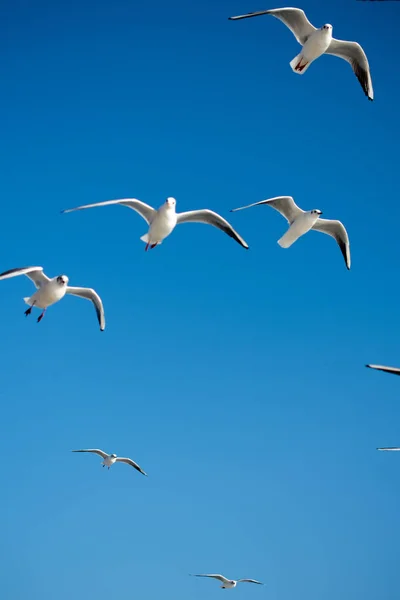 Gaivotas Voando Fundo Céu — Fotografia de Stock