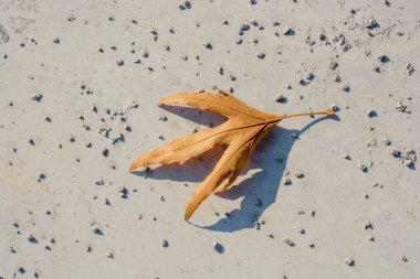 Sonbahar zamanlarının ayrı bir kuru yaprağı.