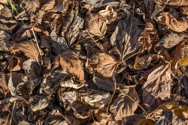 Textura Fundo Temporada Outono Com Folhas — Fotografia de Stock