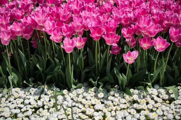 Розовый Цвет Тюльпан Цветы Цветут Саду — стоковое фото