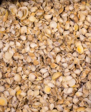 Dekoratif amaçlar için toplanan deniz kabukları.