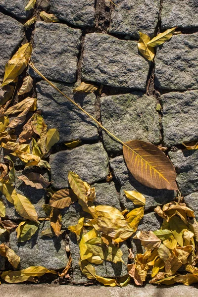 紅葉の季節の風合い — ストック写真