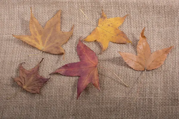 Dry Autumn Season Leaves Linen Canvas — Stock Photo, Image