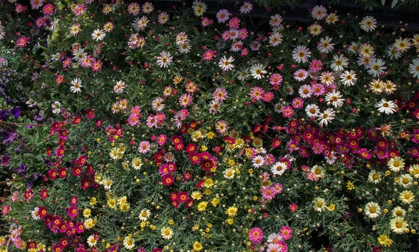 Flores Primavera Florescendo Como Fundo Colorido — Fotografia de Stock