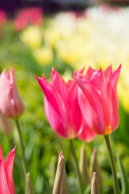 Bahçede açan pembe lale çiçekleri.