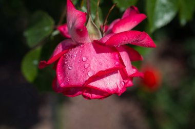 Üzerinde su damlaları olan güzel renkli bir gül.